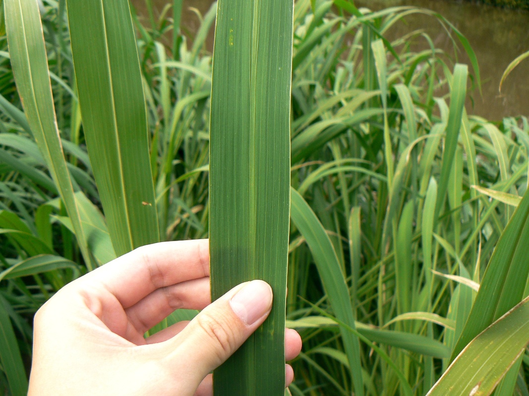 Image of Zizania latifolia specimen.