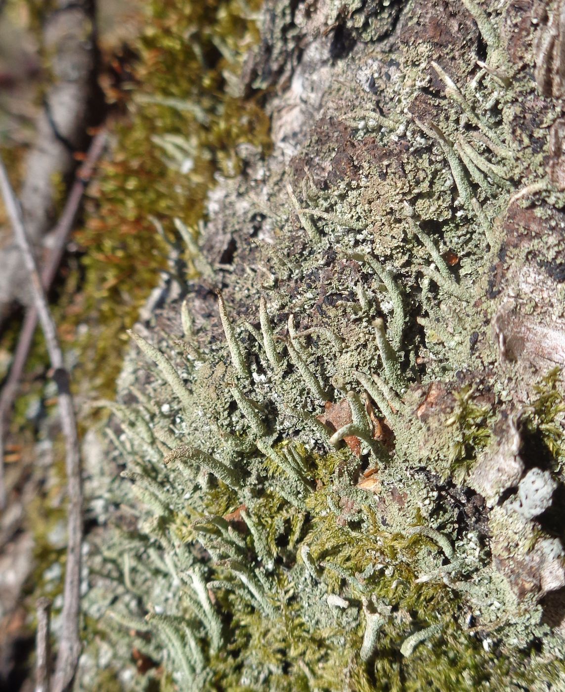 Изображение особи род Cladonia.