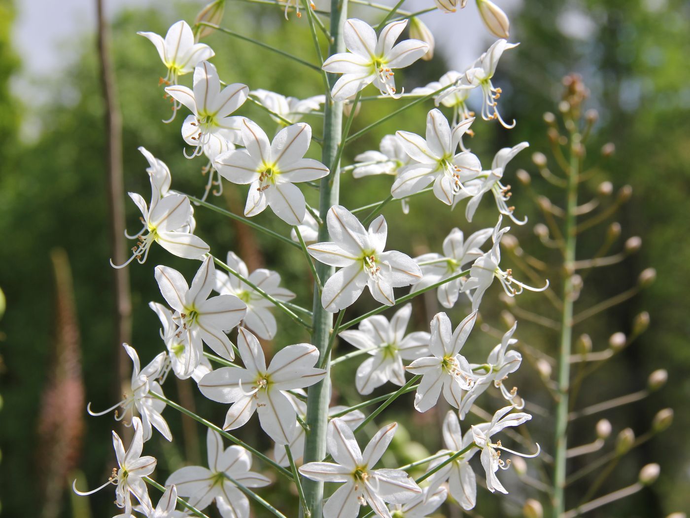 Изображение особи Eremurus baissunensis.