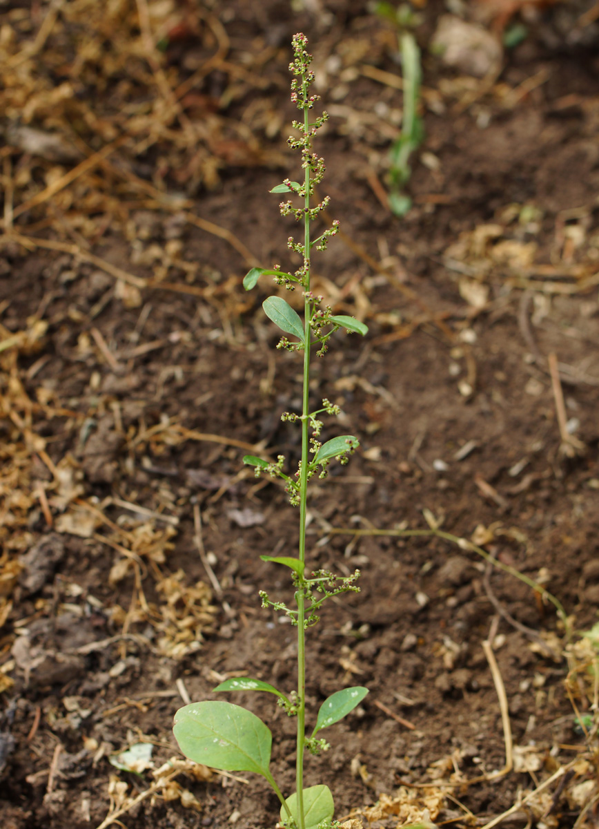 Изображение особи Lipandra polysperma.