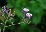 Cicerbita uralensis. Соцветия. Челябинская обл., Златоустовский гор. округ, Назминский хребет, Чёрная скала, ≈ 800 м н.у.м., опушка смешанного леса. 26.07.2020.