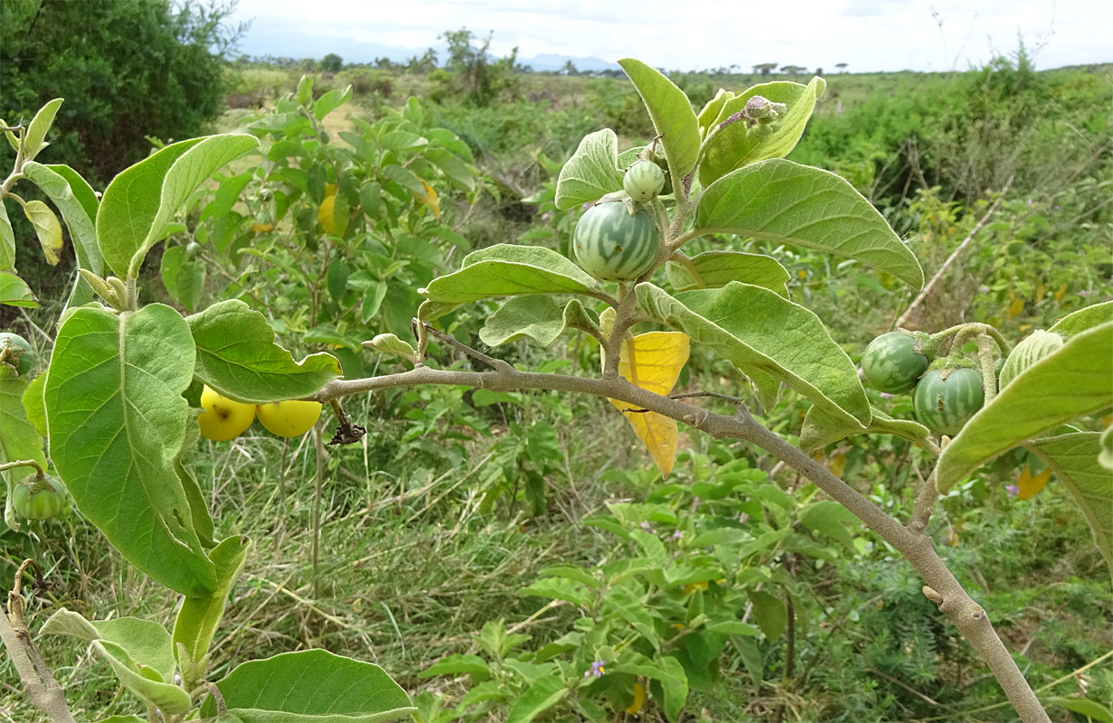 Image of Solanum incanum specimen.