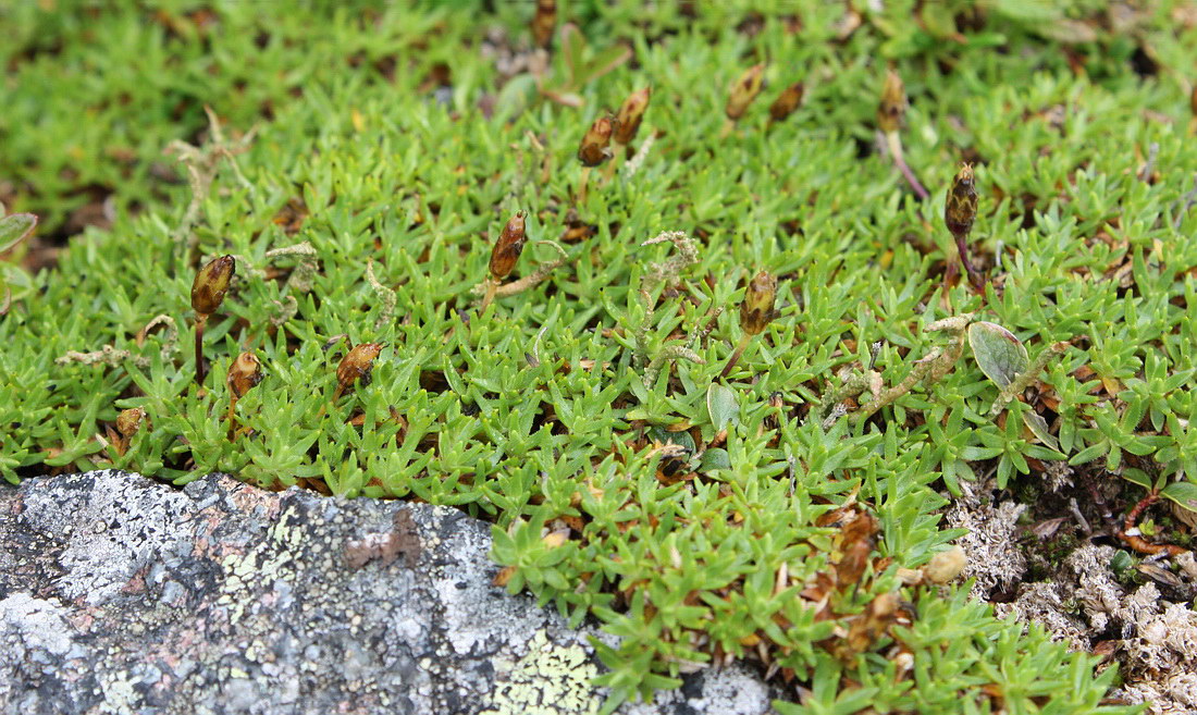 Изображение особи Silene acaulis.