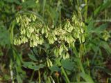 Thalictrum contortum