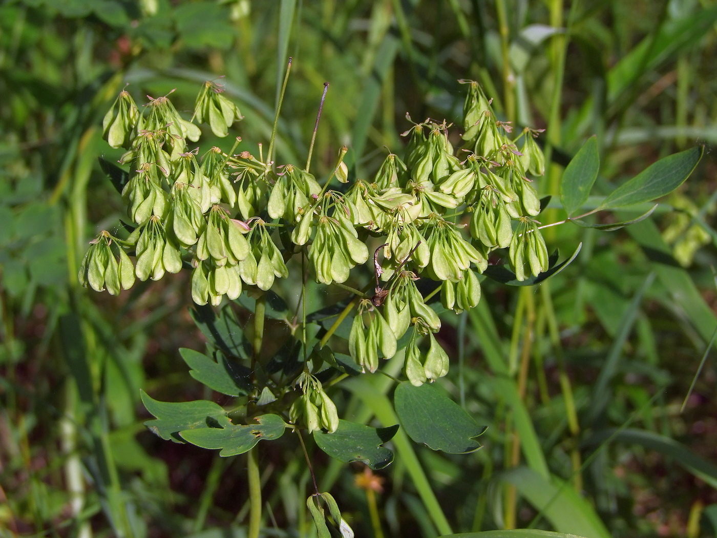 Изображение особи Thalictrum contortum.