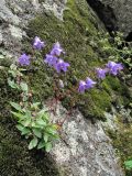 род Campanula. Цветущее растение. Кабардино-Балкария, Эльбрусский р-н, окр. с. Нейтрино, ок. 1850 м н.у.м., скальный выход. 09.07.2020.