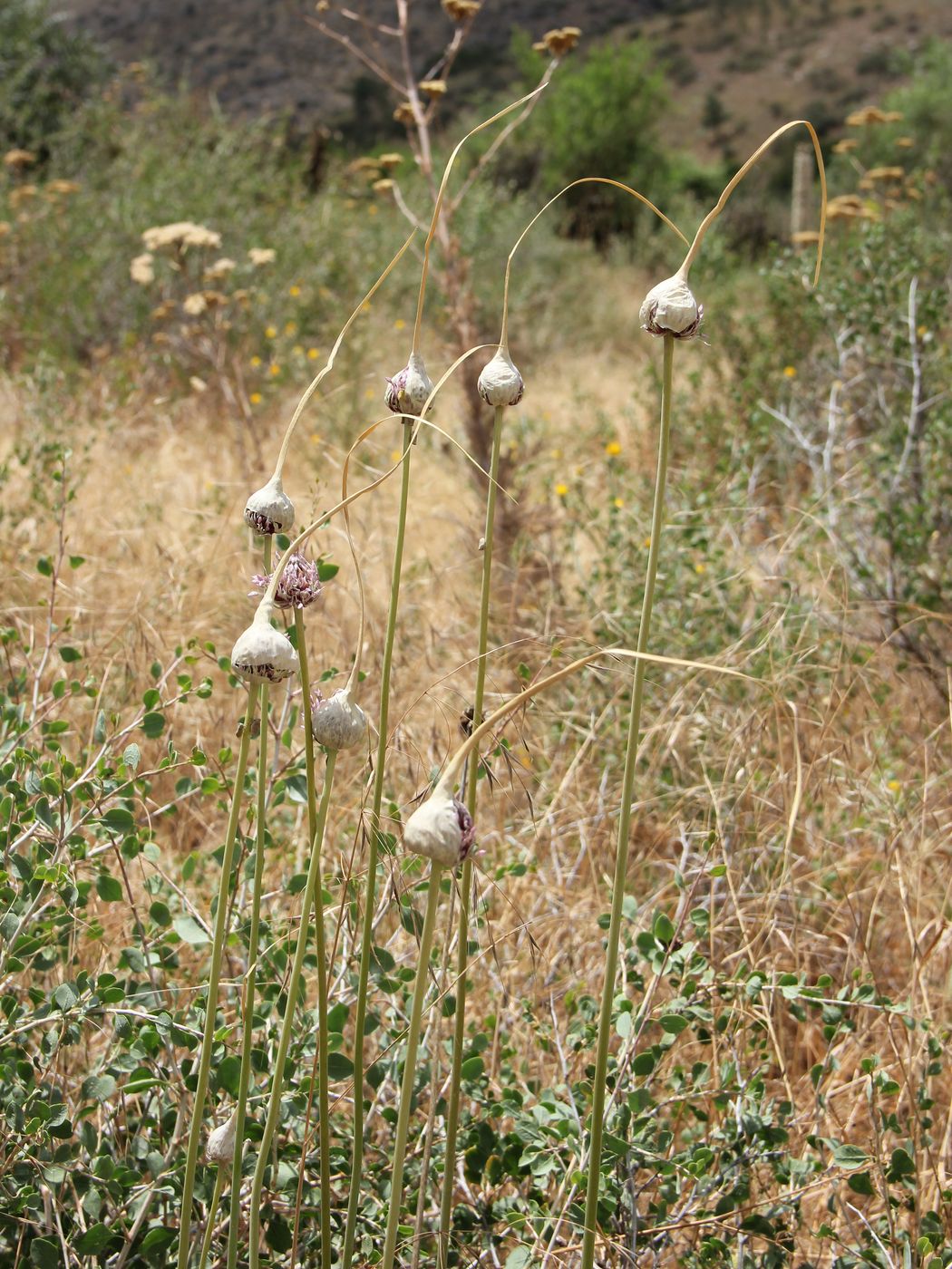 Image of Allium longicuspis specimen.