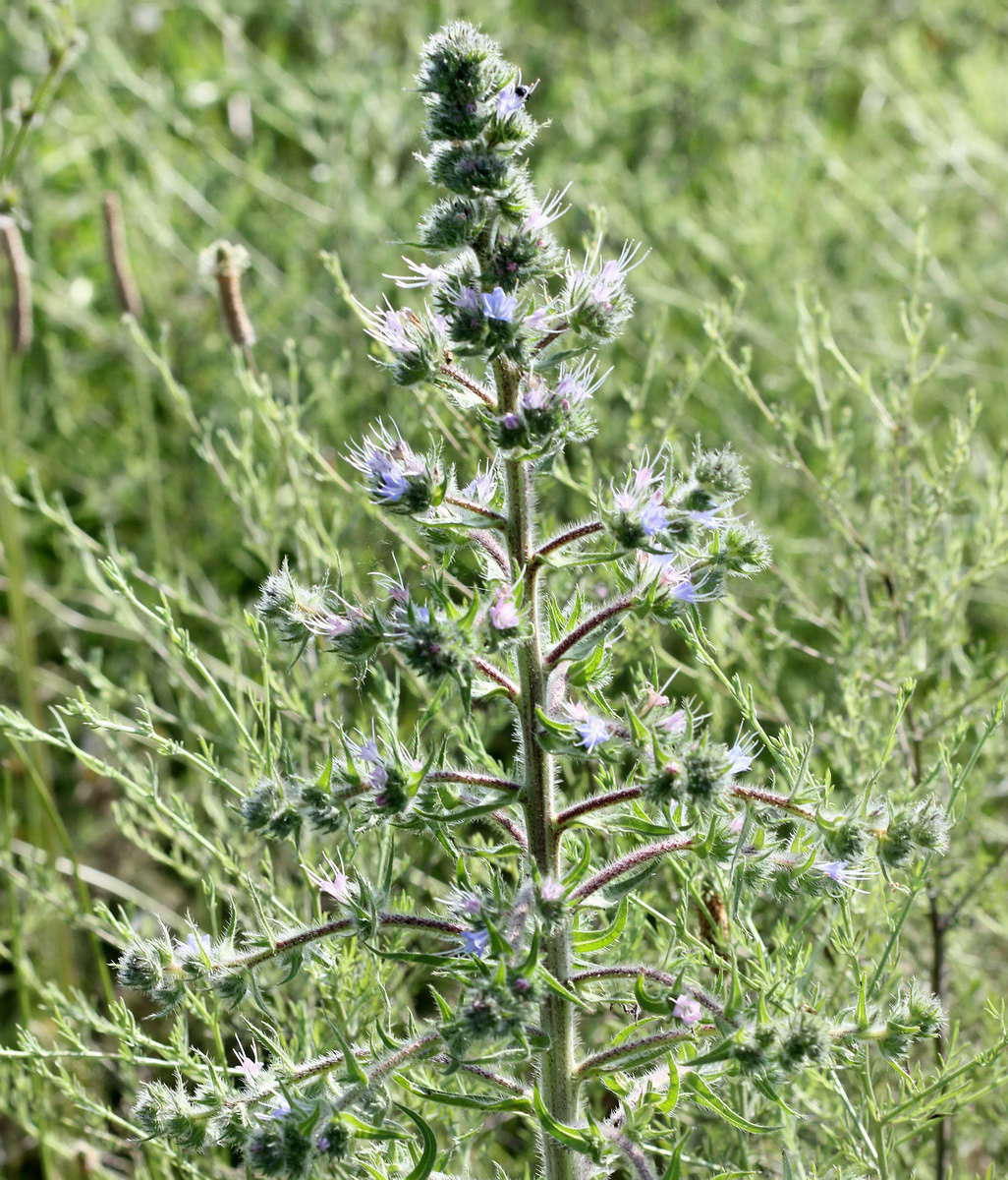 Image of Echium biebersteinii specimen.