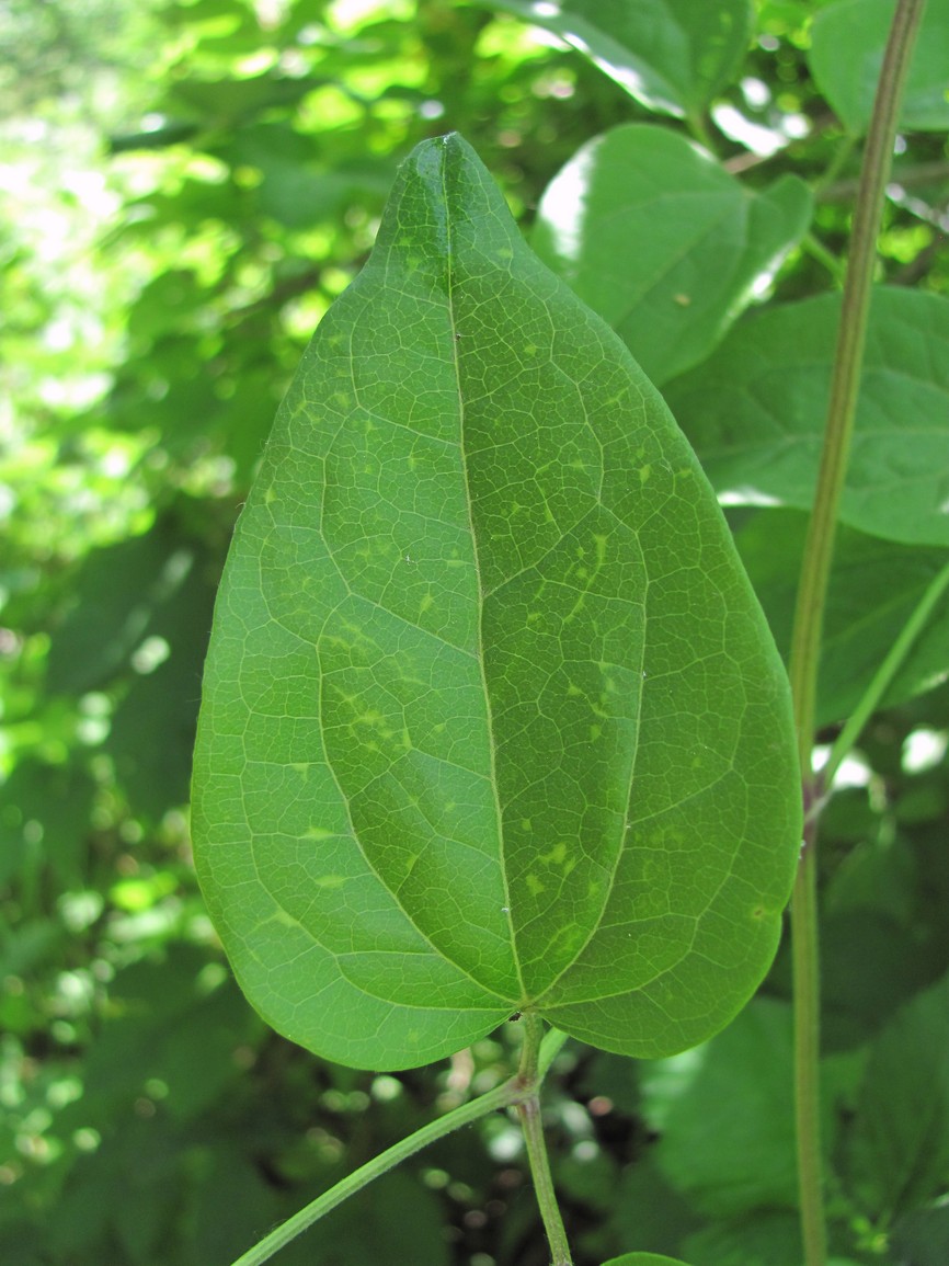 Image of Clematis vitalba specimen.