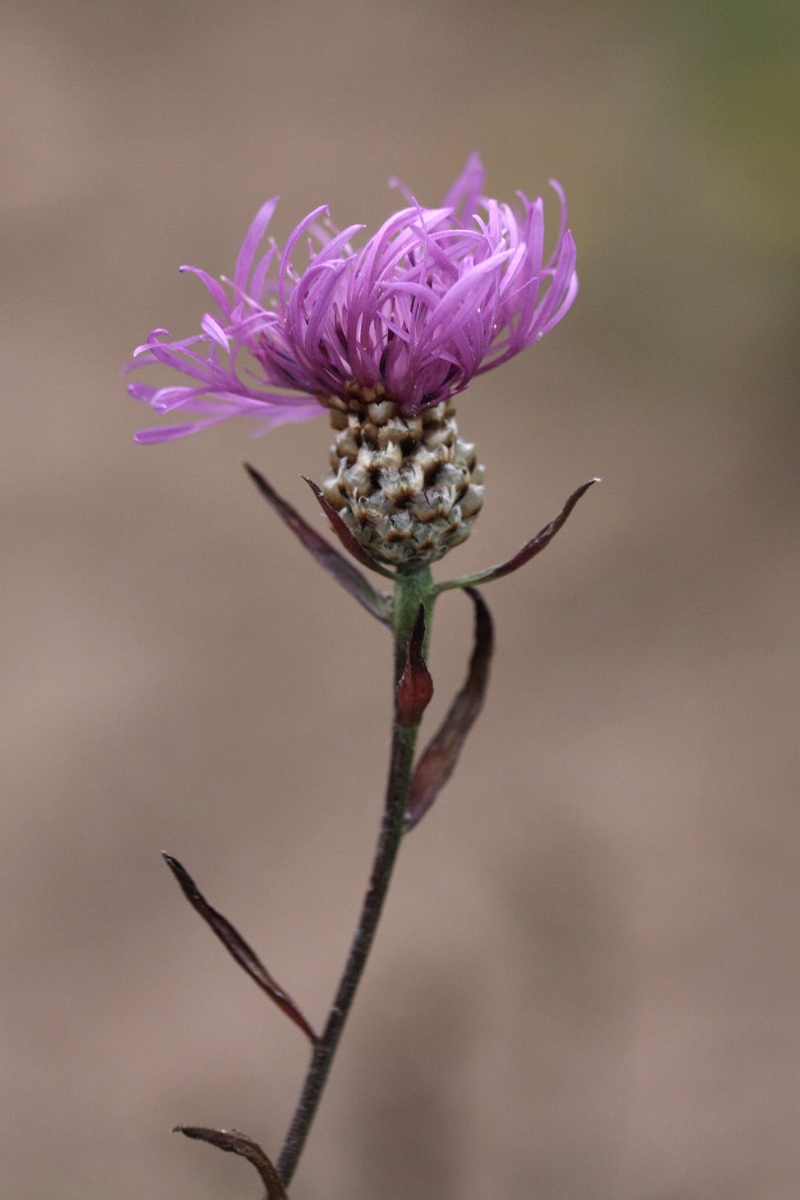 Изображение особи Centaurea jacea.