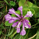 Betonica macrantha