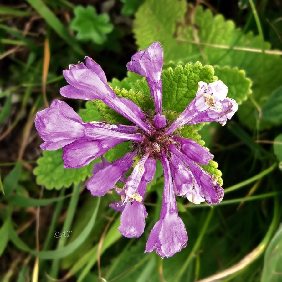 Изображение особи Betonica macrantha.