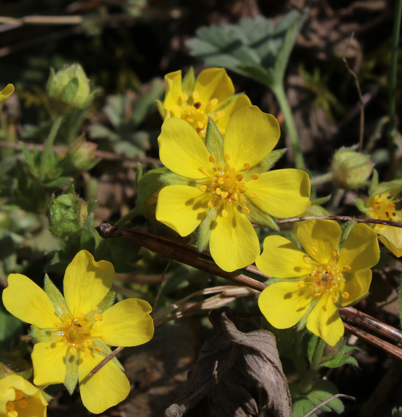 Image of Potentilla incana specimen.