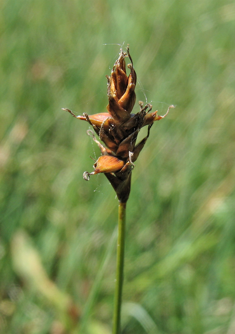 Image of Carex dioica specimen.