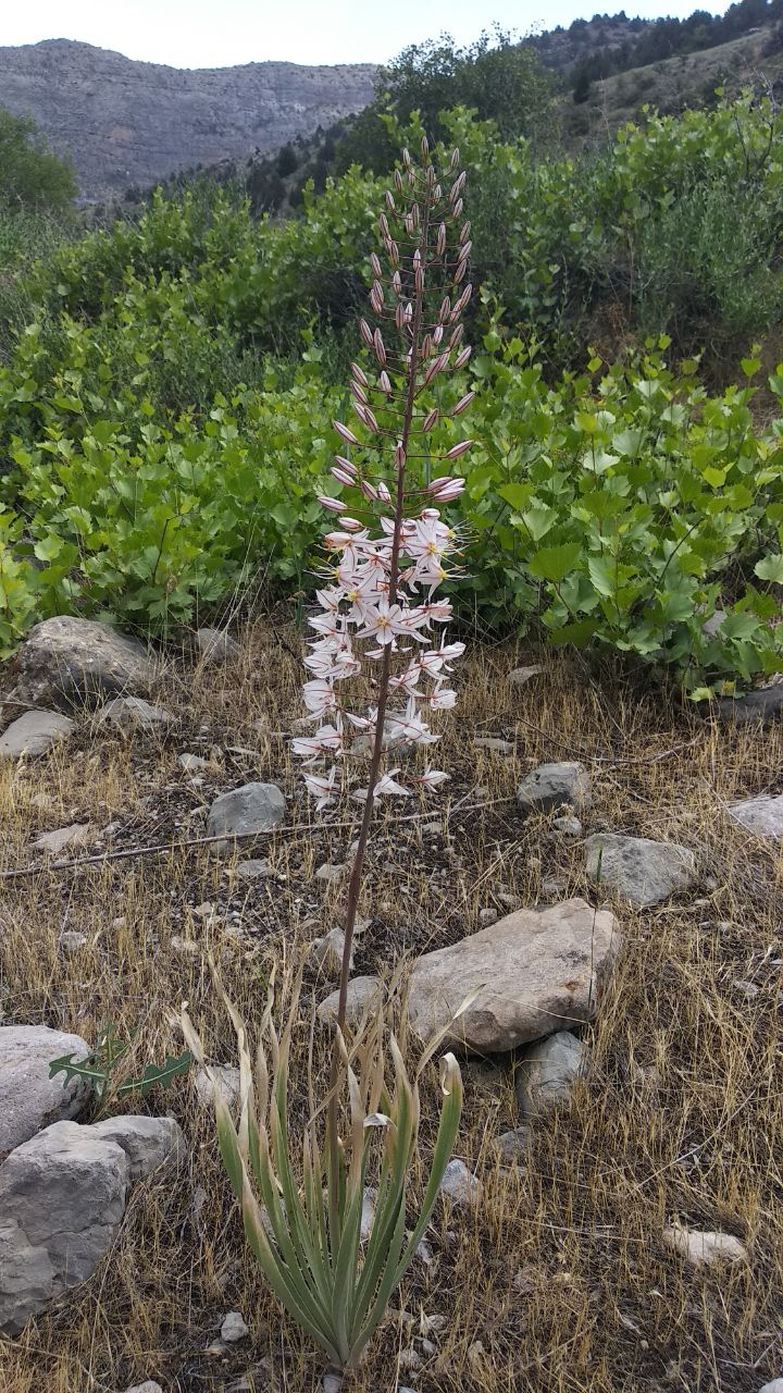 Image of Eremurus olgae specimen.