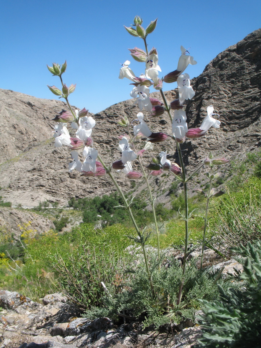 Image of Salvia trautvetteri specimen.