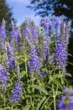 Veronica longifolia