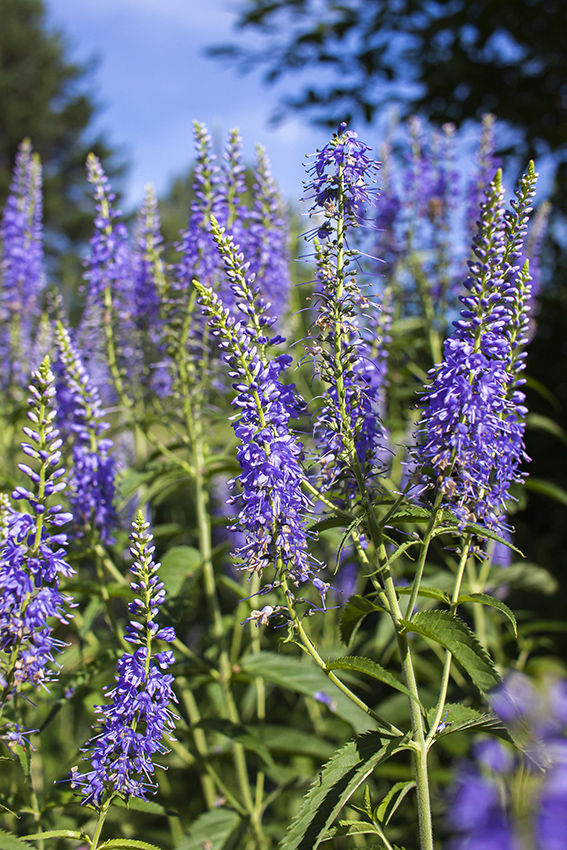 Изображение особи Veronica longifolia.