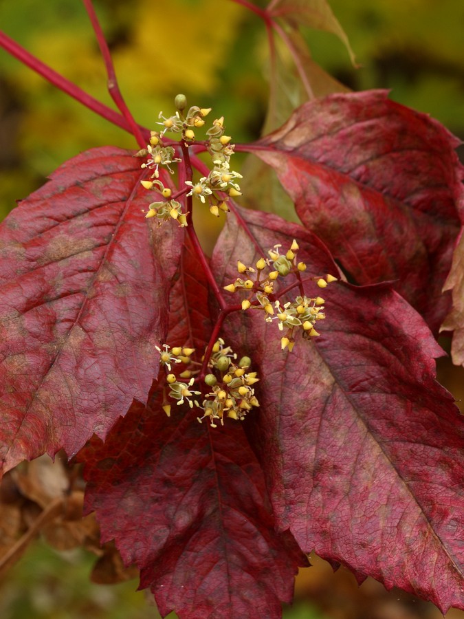 Изображение особи Parthenocissus quinquefolia.