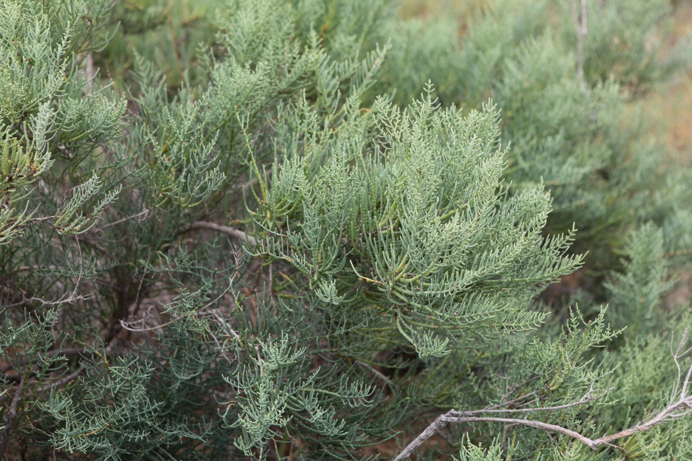 Image of Halostachys belangeriana specimen.