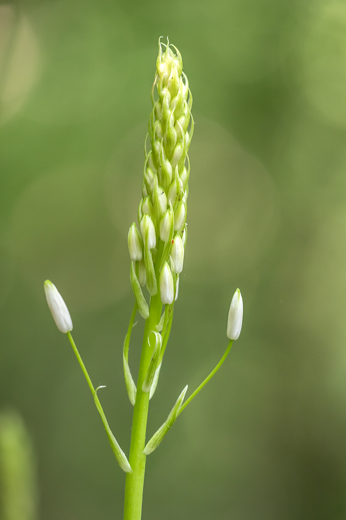 Image of Ornithogalum arcuatum specimen.