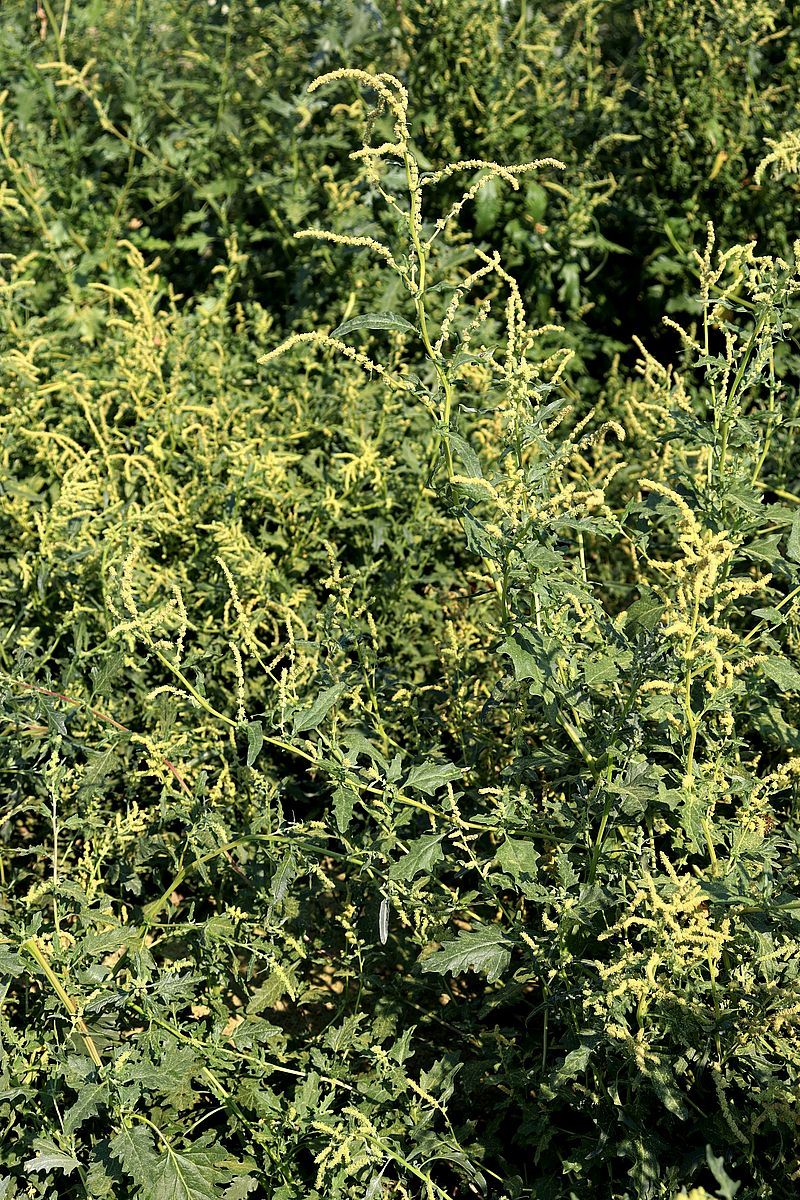 Image of Atriplex tatarica specimen.