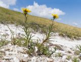 Inula ensifolia