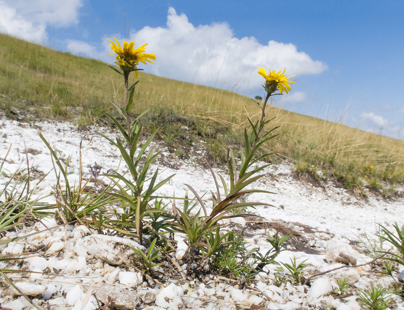 Изображение особи Inula ensifolia.