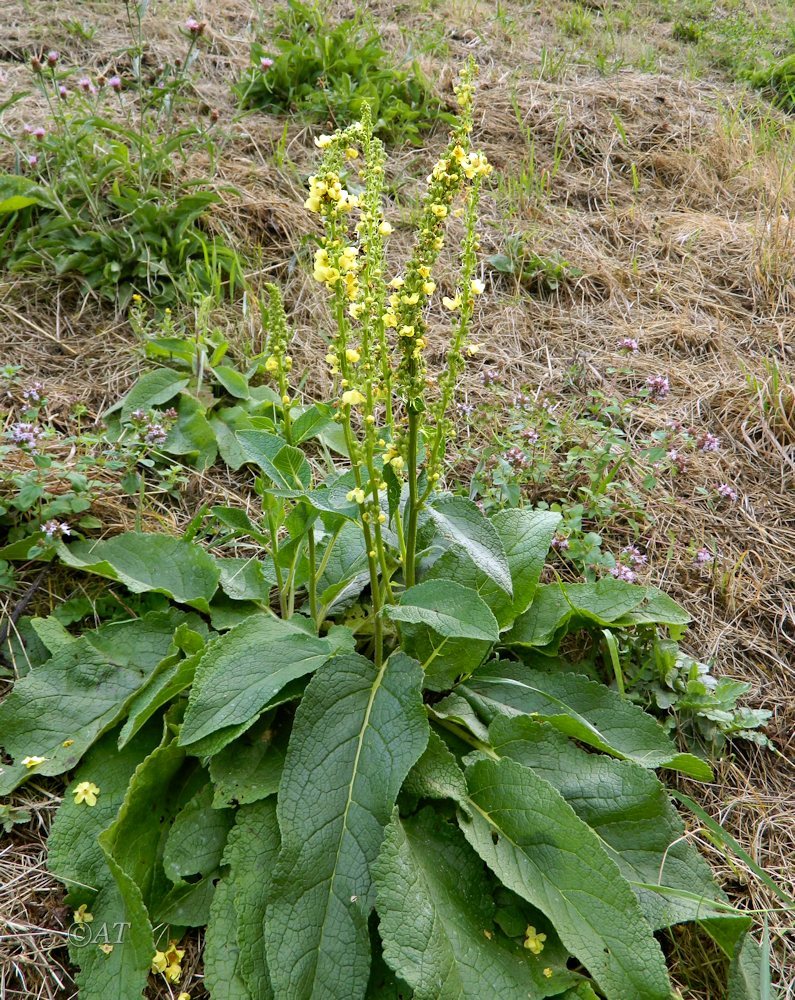 Image of genus Verbascum specimen.