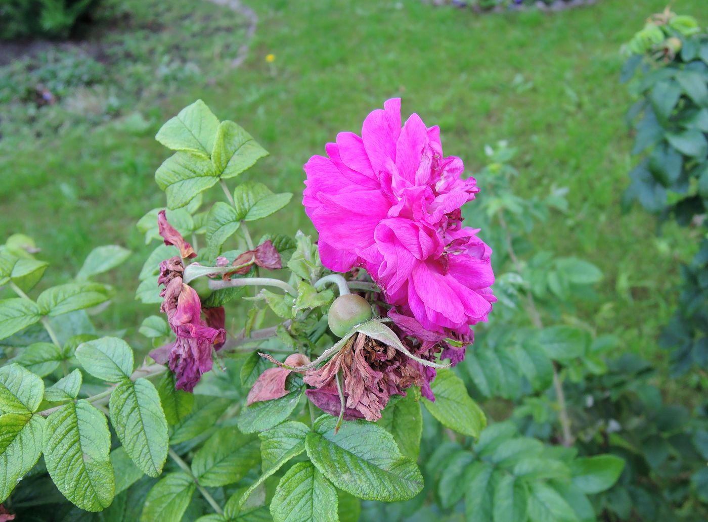Image of Rosa rugosa specimen.