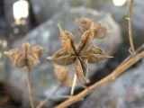 Dictamnus gymnostylis. Вызревший вскрывшийся плод. Южный Берег Крыма, гора Аю-Даг. 12.10.2010.