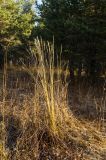 Calamagrostis arundinacea. Засыхающее плодоносящее растение в осенней окраске. Республика Башкортостан, Белорецкий р-н, Абзаковский сельсовет, окр. горы Курташ, сосновый бор. 6 ноября 2021 г.