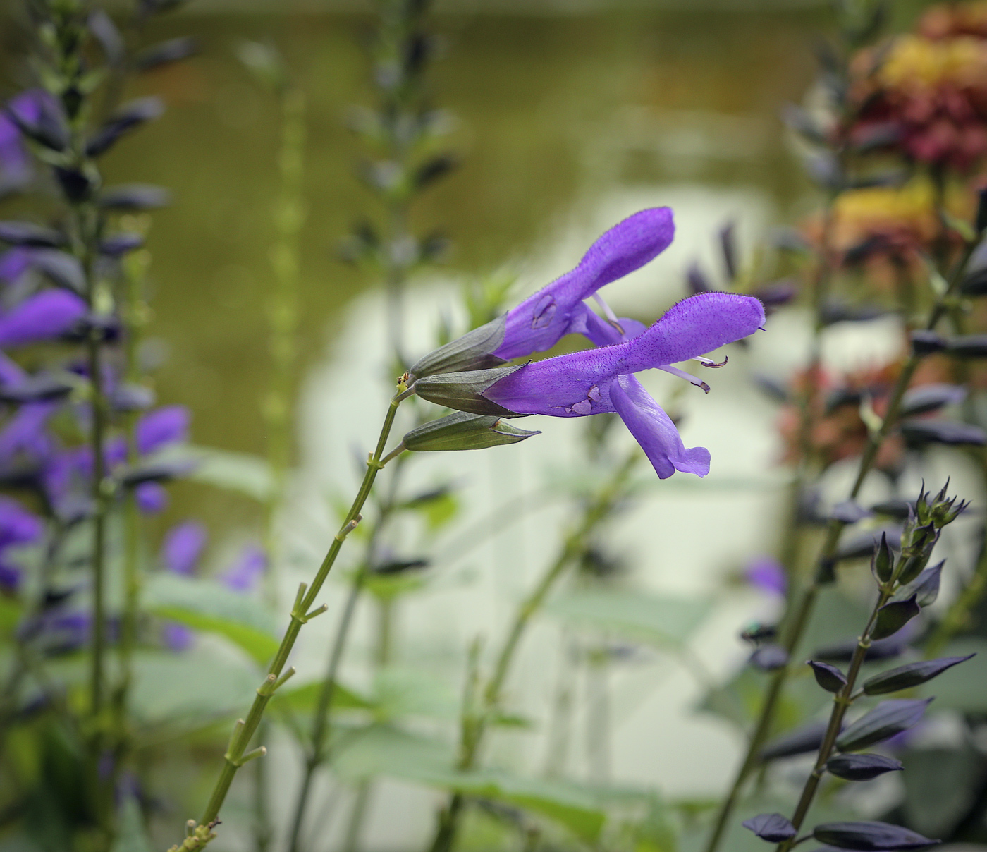 Image of genus Salvia specimen.