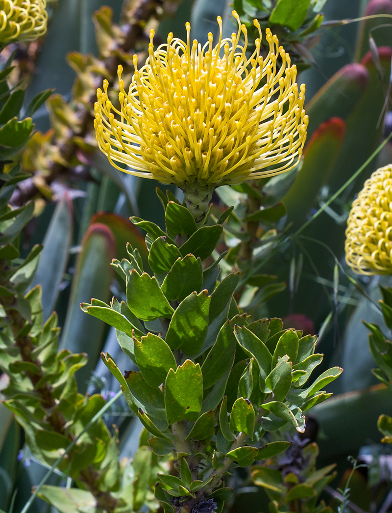 Изображение особи Leucospermum cordifolium.