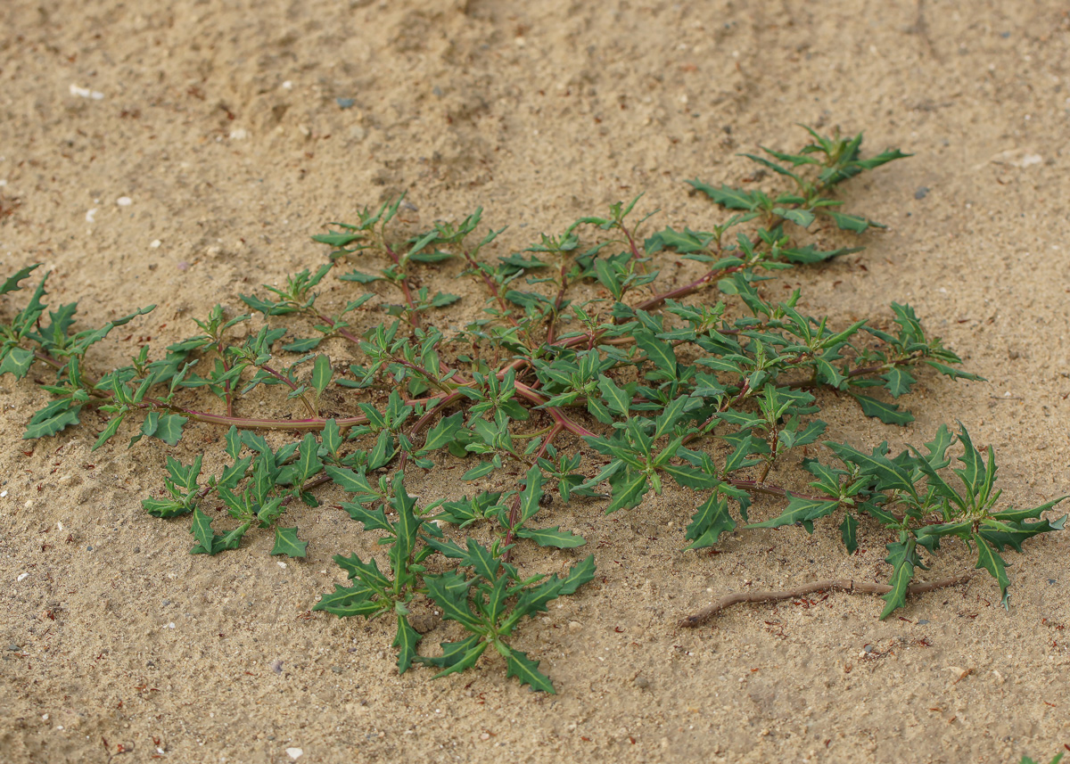 Image of Oxybasis glauca specimen.