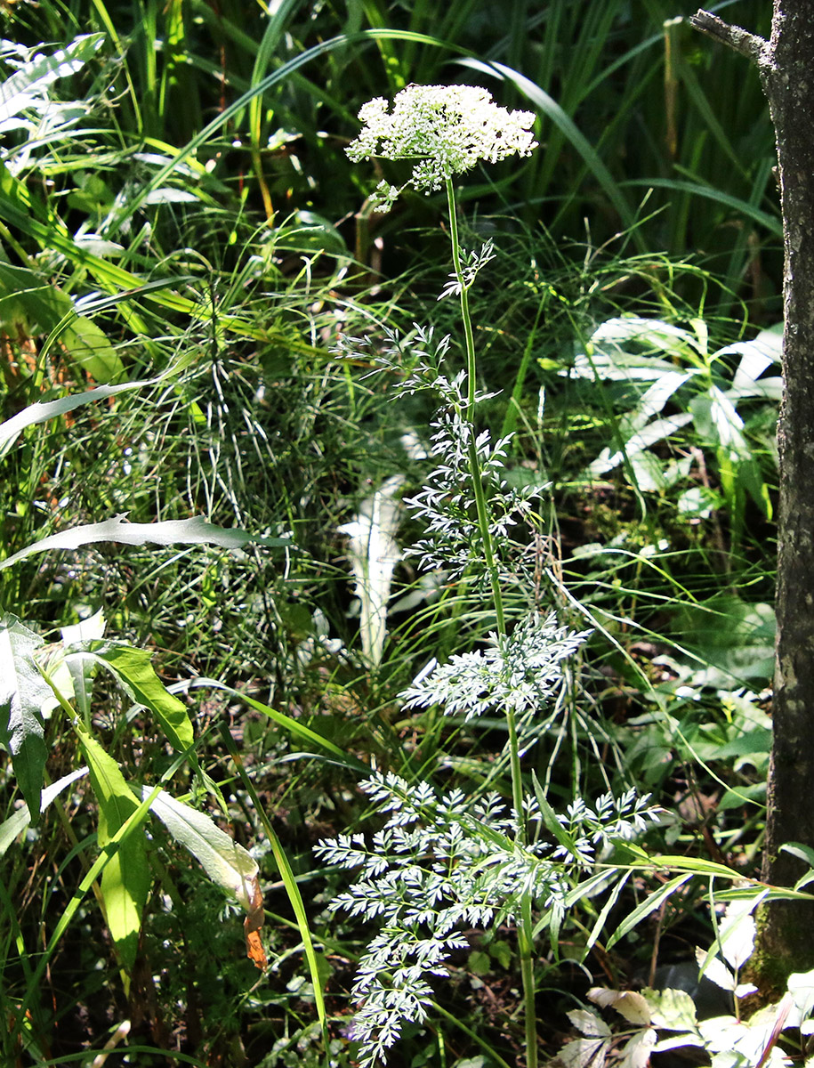 Image of Selinum carvifolia specimen.