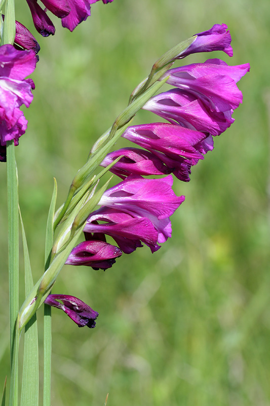 Изображение особи Gladiolus tenuis.