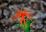 Lychnis fulgens