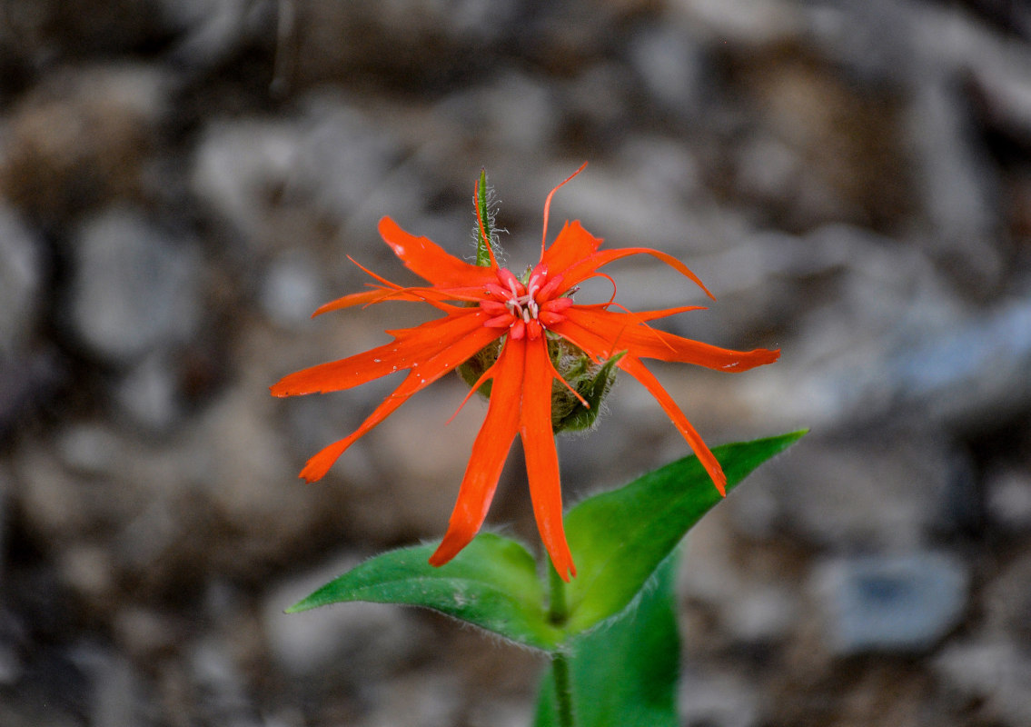 Изображение особи Lychnis fulgens.