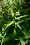 Achillea biserrata. Верхушка растения с соцветием. Краснодарский край, Лазаревский р-н, мкр-н Дагомыс, гора Успенка 230 м н.у.м., лес. 03.05.2022.