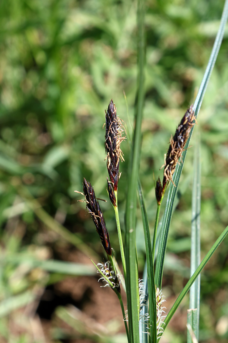 Image of genus Carex specimen.