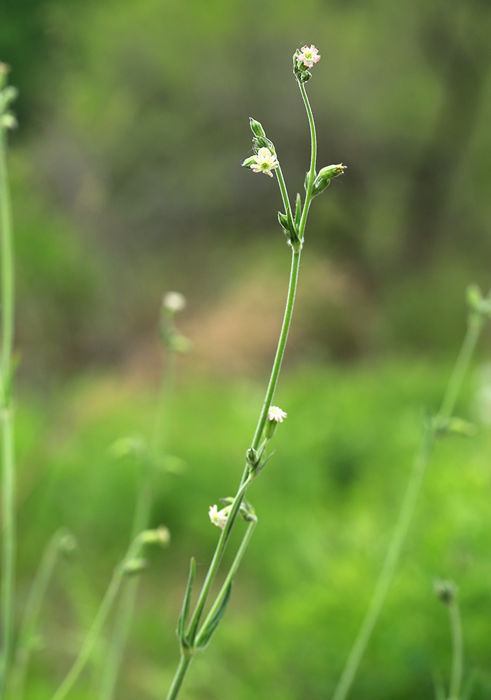 Image of Silene aprica specimen.