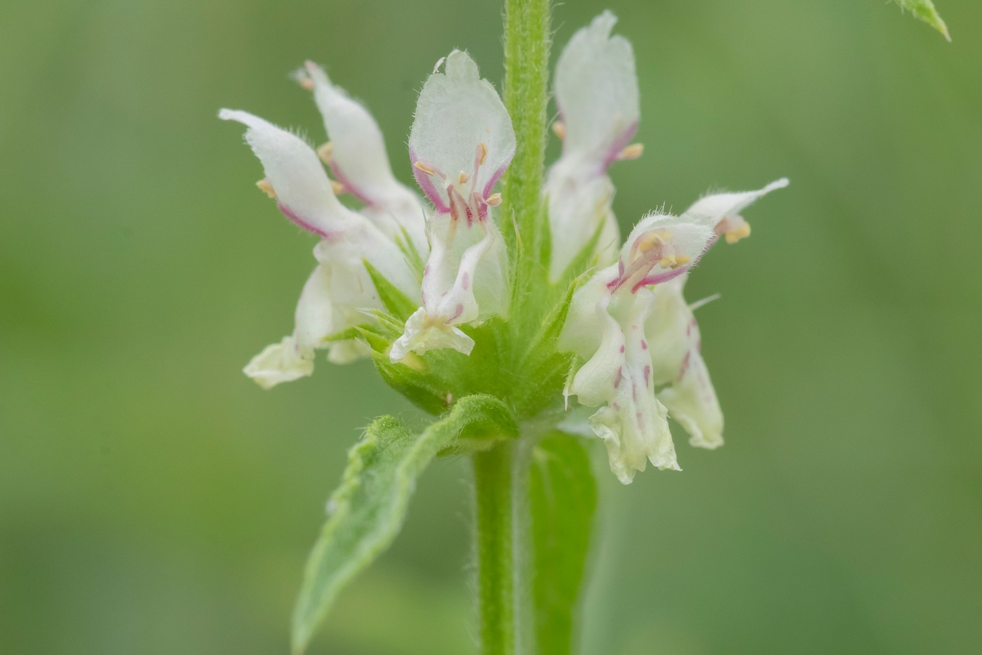 Изображение особи род Stachys.