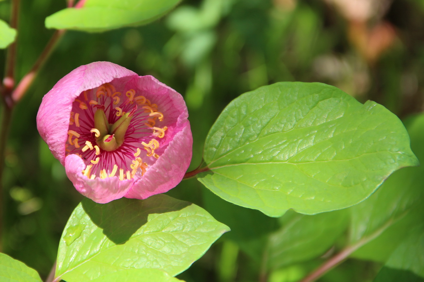 Image of Paeonia obovata specimen.