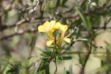 Barleria lupulina. Верхушка цветущей веточки. Мадагаскар, провинция Тулеария, регион Ациму-Андрефана, Arboretum d'Antsokay. 04.12.2019.