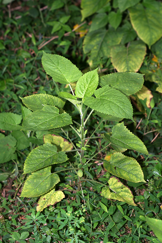 Изображение особи Salvia glutinosa.