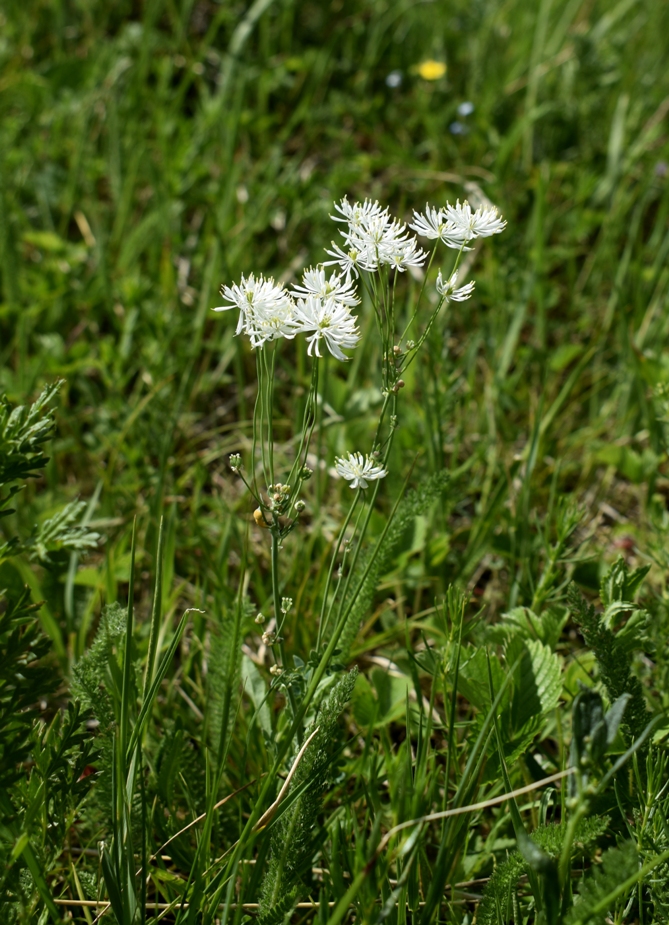 Image of Thalictrum petaloideum specimen.