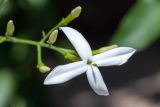 genus Jasminum