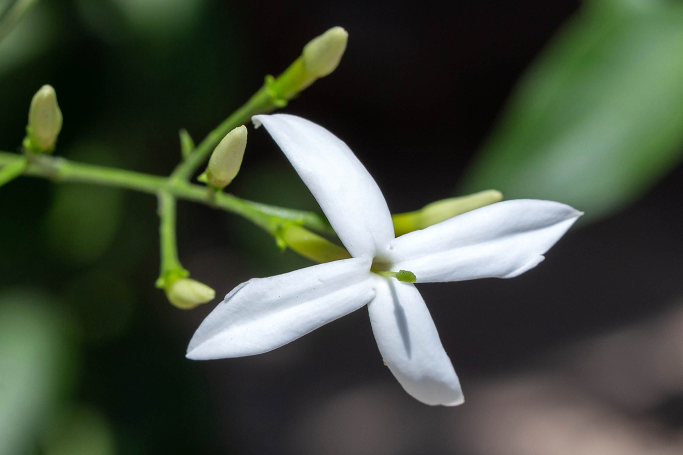 Изображение особи род Jasminum.