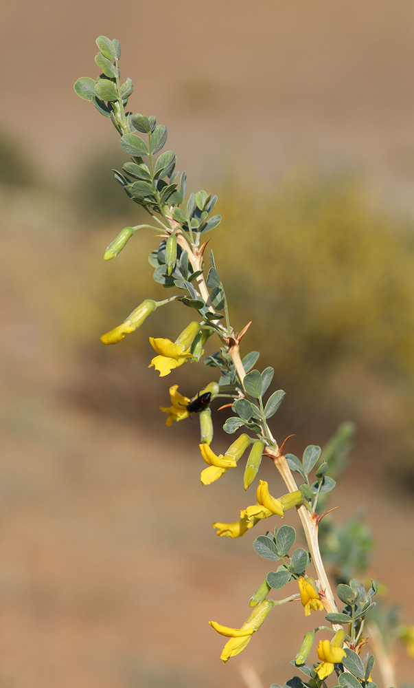 Image of Caragana bungei specimen.